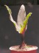 Ledebouria hypoxidioides v.maculata, RSA, S of Grahamstown.j
