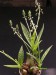 Ledebouria socialis, RSA, Blawkraus River Pass.jpg