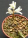 Lachenalia giessii, Namibia, Nord Witputz.jpg