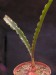 Haemanthus crispus   JM.jpg