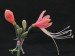 Eucrosia bicolor.jpg