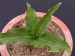 Eucomis zanzibarica   JM.jpg