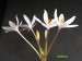 Crinum mccoyi   JM.jpg