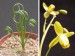 Albuca sp., RSA, Dassiehoek.jpg