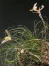 Albuca sp., RSA.jpg