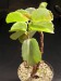 Cissus rotundifolia   JM.jpg