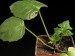 Dorstenia argentea.jpg