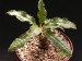 Dorstenia foetida f.crispa.jpg