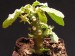 Dorstenia sp., LAV10341.jpg