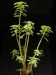 Dorstenia warneckei.jpg