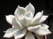 Echeveria lilacina.jpg