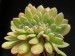 Echeveria aff.utcubambensis. f.cristata, Peru, San Juan.jpg