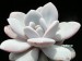 Echeveria laui.jpg