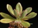 Echeveria nodulosa.jpg