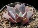 Echeveria oreophila, RM286.jpg