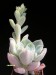 Echeveria pulvinata cv. Frosty.jpg