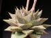 Echeveria purpusorum.jpg