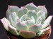 Echeveria simulans, Mex., Nuevo Leon.jpg