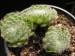 Sempervivum ciliosum.jpg