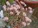 Sedum dasyphyllum.jpg