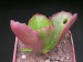 Kalanchoe synsepala.jpg