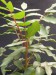 Harpephyllum caffrum   JM.jpg