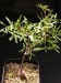 Bursera arida.jpg