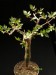 Bursera fagaroides 2   JM.jpg