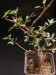 Bursera fagaroides 4.jpg