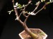 Bursera fagaroides 6.jpg