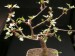 Bursera fagaroides 7   JM.jpg