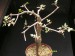 Bursera fagaroides 10.jpg