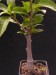 Adansonia digitata.jpg