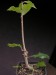 Ceropegia albisepta.jpg