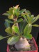 Adenium obesum.jpg