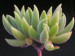 Crassula mesembryanthoides.jpg