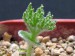 Eriospermum dregei, RSA, Perseverance.jpg