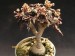 Euphorbia ambovombensis.jpg