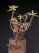Euphorbia balsamifera.jpg