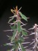 Euphorbia beharensis v.guillemetii.jpg