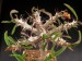 Euphorbia berorohae.jpg