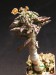 Euphorbia capsaintemariensis.jpg