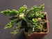 Euphorbia decaryi v.spirosticha.jpg