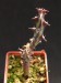 Euphorbia glochidiata.jpg