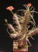Euphorbia gottlebei.jpg