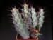 Euphorbia greenwayi.jpg