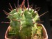 Euphorbia horrida.jpg