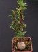 Euphorbia lactiflua.jpg