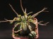 Euphorbia meloformis.jpg