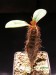 Euphorbia neohumbertii.jpg